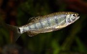 Barilius Dogarsinghi Rayé poisson