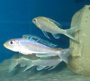 sidabras Žuvis Bathyphilus Mėlyna Geltona Isanga (Xenotilapia Isanga) nuotrauka