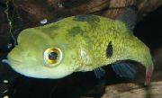 žalias Žuvis Tetraodon Cutcutia  nuotrauka