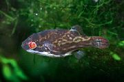 plankumains Zivs Sarkano Acu Puffer Fish (Carinotetraodon lorteti) foto