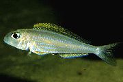 ვერცხლის თევზი ყვითელი ქვიშა Cichlid (Xenotilapia flavipinnis) ფოტო