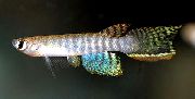 条纹 鱼 Aphyolebias  照片