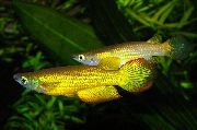 злато Риба Аплоцхеилус Линеатус (Aplocheilus lineatus) фотографија