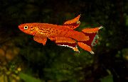 rød Fisk Aphyosemion (Aphyosemion. Scriptaphyosemion) bilde