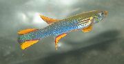 светло плава Риба Апхиосемион (Aphyosemion. Scriptaphyosemion) фотографија