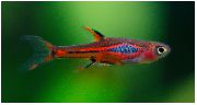 წითელი თევზი Rasbora Brigittae (Rasbora brigittae (Boraras Brigittae)) ფოტო