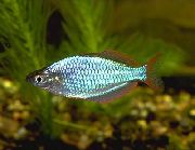 Zilver Vis Neon Rainbowfish (Melanotaenia praecox) foto