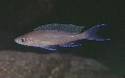 rudas Žuvis Paracyprichromis  nuotrauka