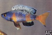 Ποικιλόχρους ψάρι Σαρδέλα Κιχλίδες (Cyprichromis) φωτογραφία