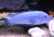 šviesiai mėlynas Žuvis Milteliai Mėlyna Ciklidinių (Pseudotropheus socolofi) nuotrauka