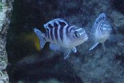 Gestreift Fisch Pseudotropheus Lombardoi  foto