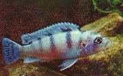 lyse blå Fisk Pseudotropheus Lombardoi  bilde
