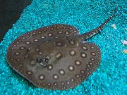 斑 鱼 珍珠魟 (Potamotrygon motoro) 照片