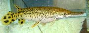Getupft Fisch Alligator Gar (Atractosteus spatula) foto