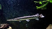 taškuotas Žuvis Bukasnukis Gar (Lepisosteus platostomus) nuotrauka