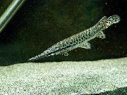 Manchado Pescado Florida Gar (Lepisosteus platyrhincus) foto