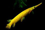 Жълт Риба Флорида Gar (Lepisosteus platyrhincus) снимка