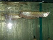 сребро Риба Црна Арована (Osteoglossum ferreirai) фотографија