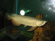ოქროს თევზი ოქროს Arowana (Scleropages aureus) ფოტო