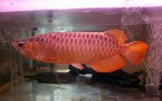 წითელი თევზი Asian Bonytongue, Malayan Bony ენა (Scleropages formosus) ფოტო