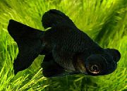 аквариумные рыбки Золотая рыбка черный для аквариума, Телескоп бабочка