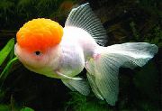 аквариумные рыбки Золотая рыбка белый для аквариума, Оранда Красная шапочка
