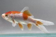 аквариумные рыбки Золотая рыбка пятнистый для аквариума, Комета