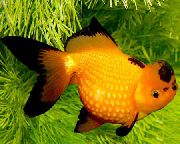 аквариумные рыбки Золотая рыбка желтый для аквариума, Жемчужина львиноголовая