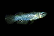 sidabras Žuvis Norman Lampeye (Aplocheilichthys normani, Micropanchax) nuotrauka