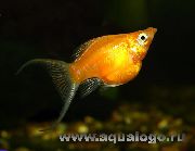 Χρυσός ψάρι Molly (Poecilia sphenops) φωτογραφία