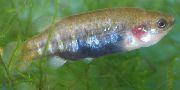 margas Žuvis Allotoca  nuotrauka