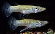 Tečkovaný Ryby Štika Topminnow (Belonesox belizanus) fotografie