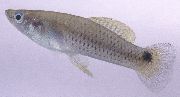 gümüş Balık Heterandria  fotoğraf