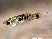 მყივანი თევზი Micropoecilia  ფოტო