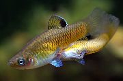 злато Риба Пхаллицхтхис (Phallichthys) фотографија