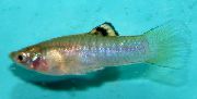Sølv Fisk Cauca-Molly (Poecilia caucana) foto