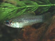 Priapella Ασήμι ψάρι