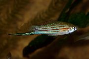 Dungi Pește Xiphophorus Mayae  fotografie