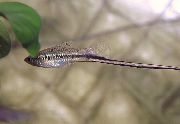 Gestreept Vis Mexicaanse Swordtail, Montezuma Swordtail (Xiphophorus montezumae) foto