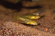 злато Риба Пигми Свордтаил (Xiphophorus pygmaeus) фотографија