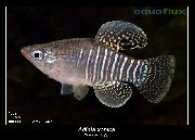 Stribet Fisk Diamant Killifish (Adinia xenica) foto