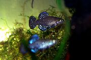 Bleu poisson Aphanius  photo