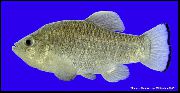 Cyprinodon Silber Fisch