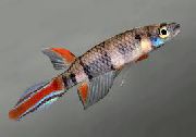 Hétéroclite poisson Epiplatys  photo