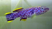 аквариумные рыбки Фундулопанакс фиолетовый для аквариума, Fundulopanchax gardneri