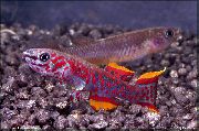 аквариумные рыбки Фундулопанакс красный для аквариума, Fundulopanchax gardneri