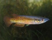 Oro Pesce Pachypanchax  foto