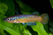 rengârenk Balık Pachypanchax  fotoğraf