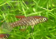 Plesiolebias ყავისფერი თევზი