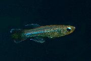 светло плава Риба Поропанцхак (Poropanchax) фотографија